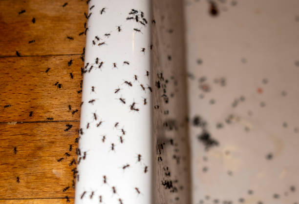 Best Residential Pest Control  in Brigham City, UT