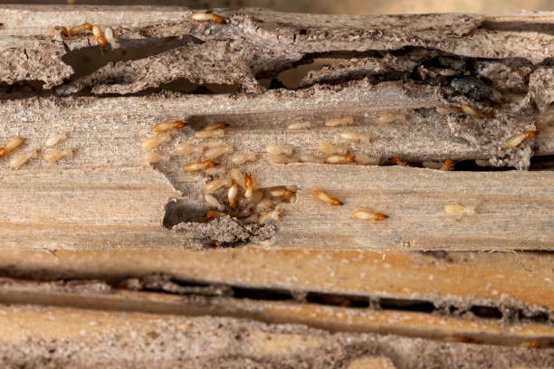 Best Termite Control Services  in Brigham City, UT