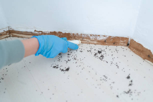 Best Flea Control Services  in Brigham City, UT